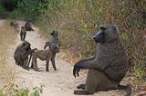 Ethiopia - Mago National Park - Babbuini - 04